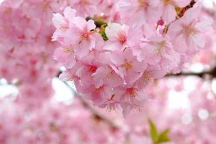 Technologie Buletedan